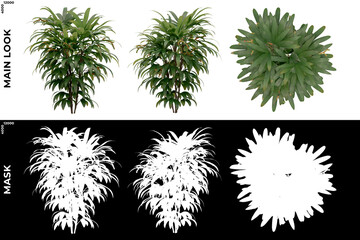 3D Rendering of Tropical Trees (Caribbean and beach) with alpha mask to cutout and PNG editing. Vegetation for Nature Compositing