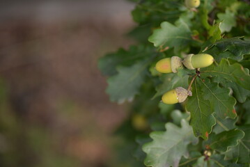 Fototapeta premium oak leaves, close-up, green, acorns, green background, bright bokeh, blurred, abstract, background, tree, nature, leaf, fruit, plant, food, leaves, branch, garden, summer, agriculture, yellow, acorn, 