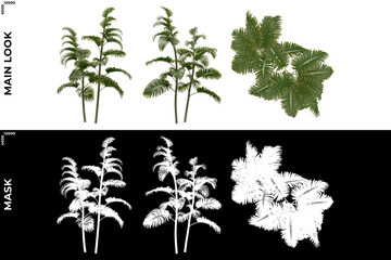 3D Rendering of Tropical Trees (Caribbean and beach) with alpha mask to cutout and PNG editing. Vegetation for Nature Compositing