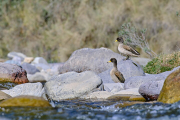Yellow-billed Teal (Anas flavirostris), Beautiful pair of ducks perched attentively on the rocks on the banks of the river.