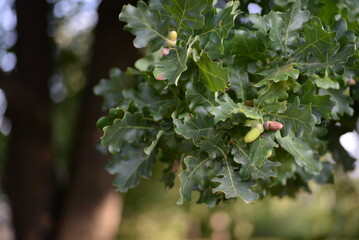 oak leaves, close-up, green, acorns, green background, bright bokeh, blurred, abstract, background, tree, nature, leaf, fruit, plant, food, leaves, branch, garden, summer, agriculture, yellow, acorn, 