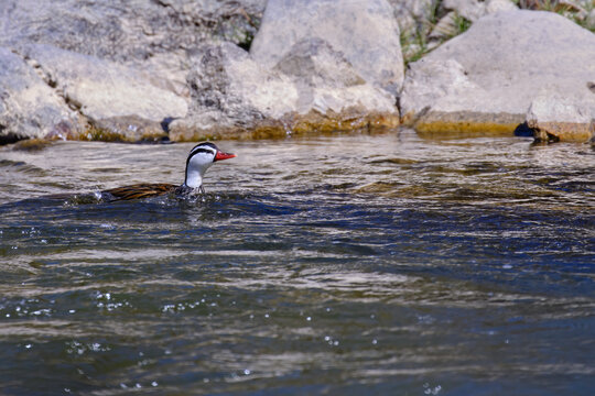 Torrent Duck (Merganetta armata), beautiful and unusual solitary adult male swimming over the river.