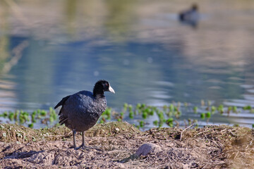 Andean Coot (Fulica ardesiaca), beautiful adult specimen walking on the shore of the lagoon in search of food.