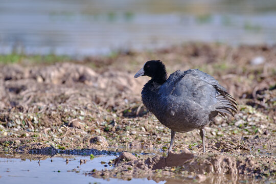 Andean Coot (Fulica ardesiaca), beautiful adult specimen walking on the shore of the lagoon in search of food.
