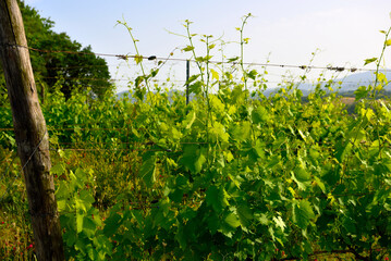 vineyards in the Tuscan hills near Peccioli Italy