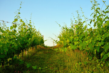 Fototapeta na wymiar vineyards in the Tuscan hills near Peccioli Italy