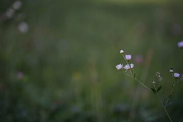 small, white flowers, on a blurred background, white, field daisies, with a yellow center, blurred, background, texture, gradient, green color, field meadow, environment summer meadow flora, Ukrainian