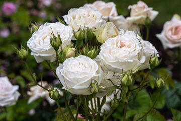 Flowering ‘Madame Anisette’ Grandiflora Rose
