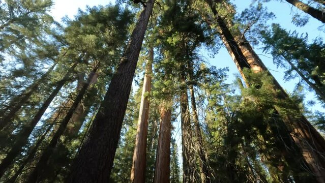 Walk among Big Redwood Sequoia Trees in National Park looking up at General Sherman
