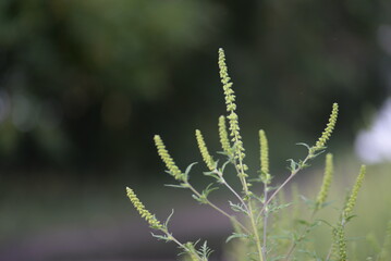 green branches of ragweed, flowers that cause allergies, allergen, blooming ragweed