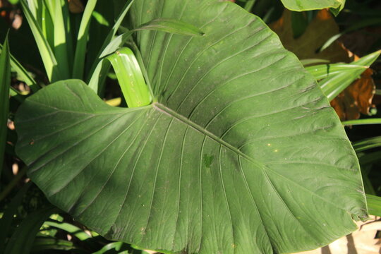 Alocasia brisbanensis is a species of plant in the family Araceae.  Its common name is real lily or cunjevoi.  It is native to the rainforests of East Australia