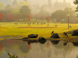朝靄に包まれた秋の奈良公園と鹿の風景