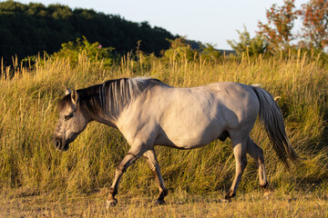 Obraz na płótnie Canvas A horse on the island of Rügen in Germany, a wild horse, a white horse