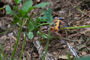 leopard gecko playing in the garden. orange leopard gecko. domesticated reptile.