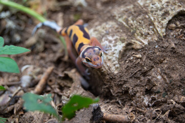 leopard gecko playing in the garden. orange leopard gecko. domesticated reptile.