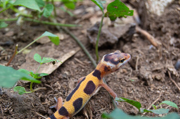 leopard gecko playing in the garden. orange leopard gecko. domesticated reptile.