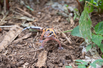 leopard gecko playing in the garden. orange leopard gecko. domesticated reptile.