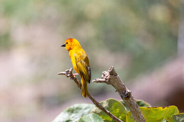 Bright golden yellow Taveta weaver Ploceus castaneiceps bird perches on a branch alone in the bright summer sunshine