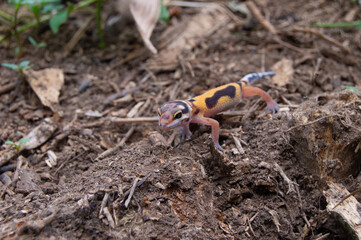 leopard gecko playing in the garden. orange leopard gecko. domesticated reptile.