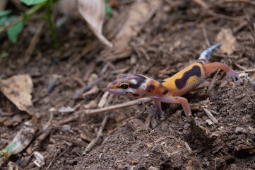 leopard gecko playing in the garden. orange leopard gecko. domesticated reptile.