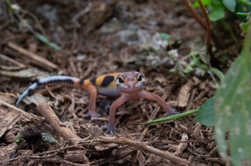 leopard gecko playing in the garden. orange leopard gecko. domesticated reptile.