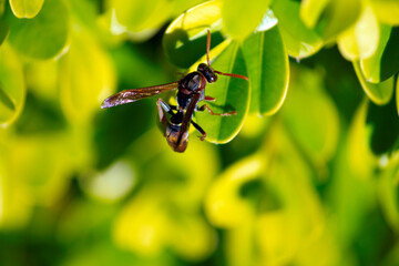 Australian hornet (Abispa ephippium) on a leaf