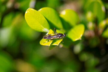  Golden-tailed Hoverfly (Xylota sylvarum) on a plant