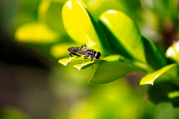 Golden-tailed Hoverfly (Xylota sylvarum) on a plant