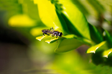 Golden-tailed Hoverfly (Xylota sylvarum) on a plant