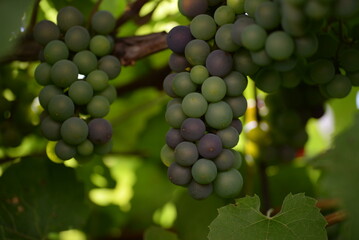 green blue grapes on a branch close-up