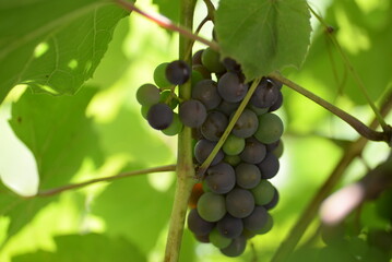 green blue grapes on a branch close-up