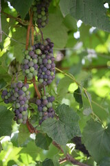 green blue grapes on a branch close-up
