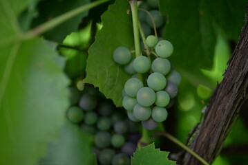 green blue grapes on a branch close-up