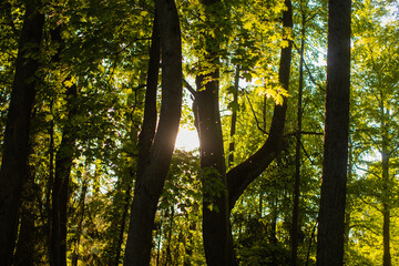 Spring background with blue sky though branches of a tree. Selective focus. 
