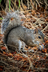 squirrel eating nut