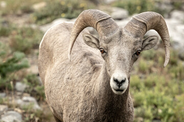 Big Horn Sheep Looks Up From Midmorning Grazing