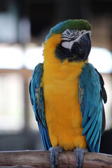 blue and yellow macaw
