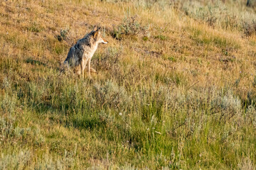 Naklejka na ściany i meble Coyote Sits In Evening Light On Hillside