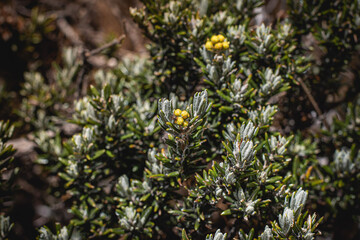 Nevado de santa isabel, vegetaci&oacute;n de monta&ntilde;a paramo y hermosos frailejones de muchos a&ntilde;os