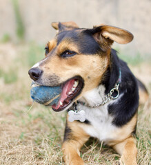 Puppy With a Tennis Ball