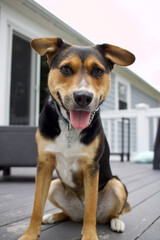 Cute Dog Smiles Outside on a Deck