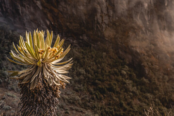 Nevado de santa isabel, vegetación de montaña paramo y hermosos frailejones de muchos años