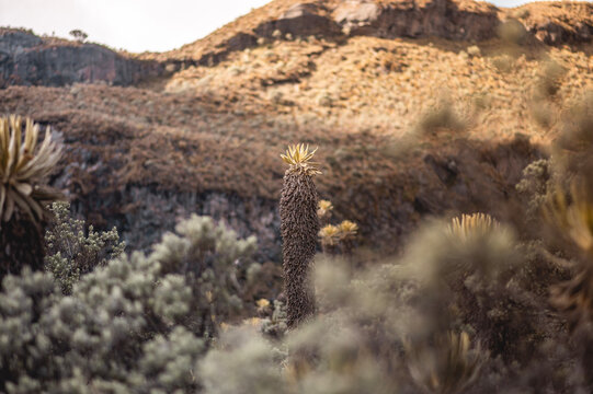 Nevado de santa isabel, vegetaci&oacute;n de monta&ntilde;a paramo y hermosos frailejones de muchos a&ntilde;os