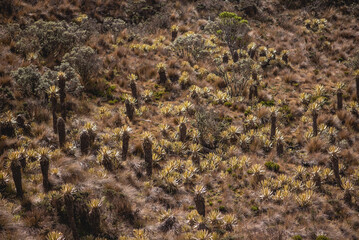 Nevado de santa isabel, vegetación de montaña paramo y hermosos frailejones de muchos años