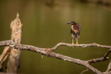Green Heron stands on a snag in the marsh