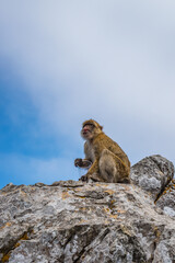 Macaque of Gibraltar (Macaca sylvanus) with plastic cup in hand sitting on top of rock