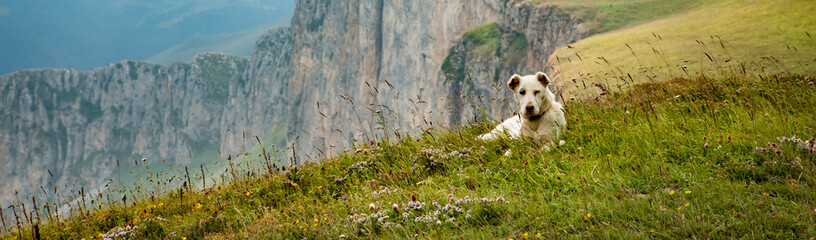 A dog in the mountains.