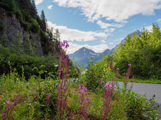 Scenic Landscape with Flowers and Mountains in Alaska