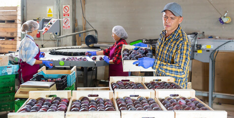 Focused man working on fruit sorting line, stacking boxes with plums in storage..