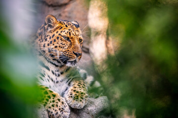 Amur Leopard Resting